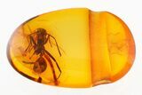 Fossil Ant (Formicidae) In Baltic Amber #275506-1